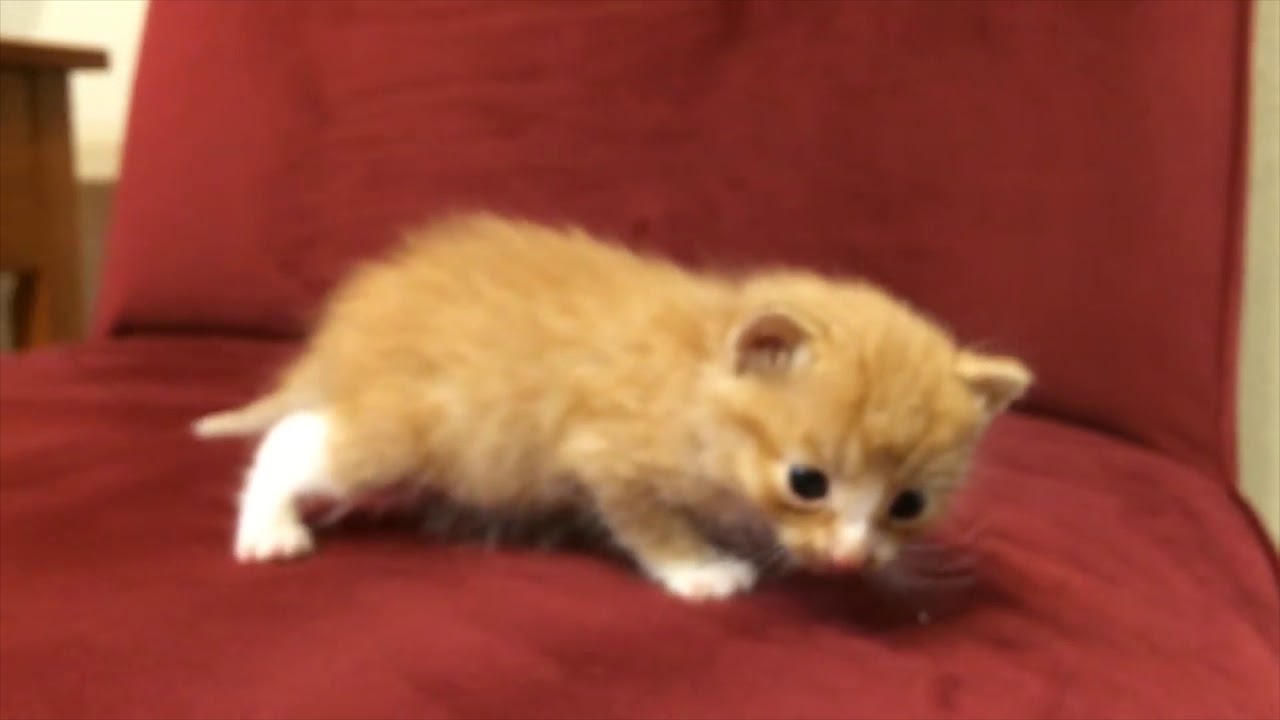 Süße Kitten und erstes Miauen der Baby Katzen
