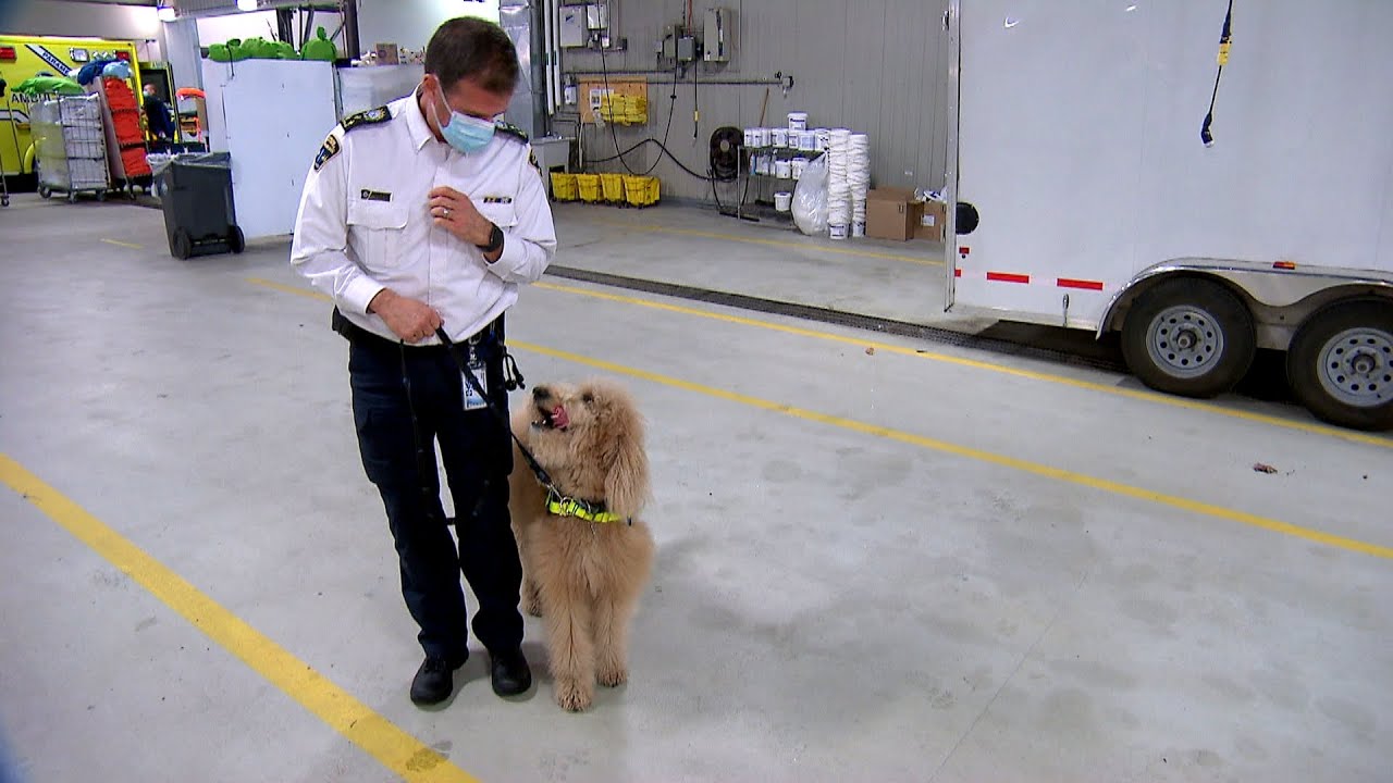 Dude, le chien de thérapie des ambulanciers de Québec