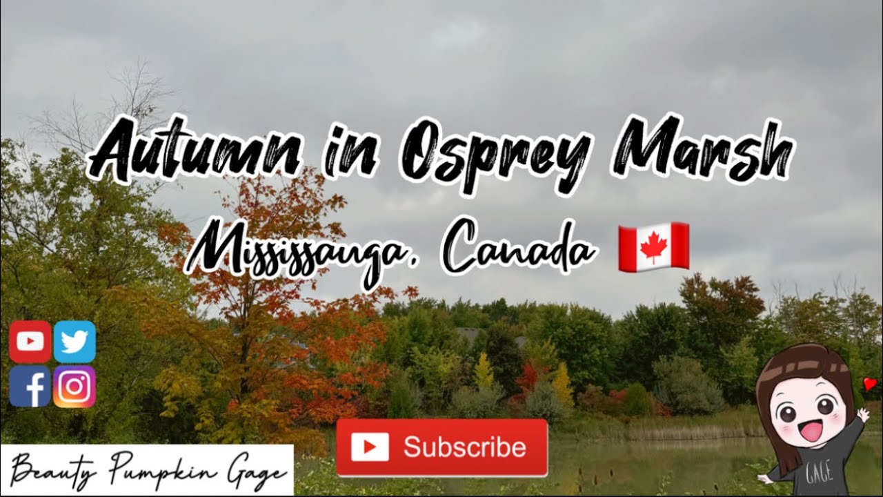 AUTUMN AT OSPREY MARSH | MISSISSAUGA, ONTARIO, CANADA 🇨🇦