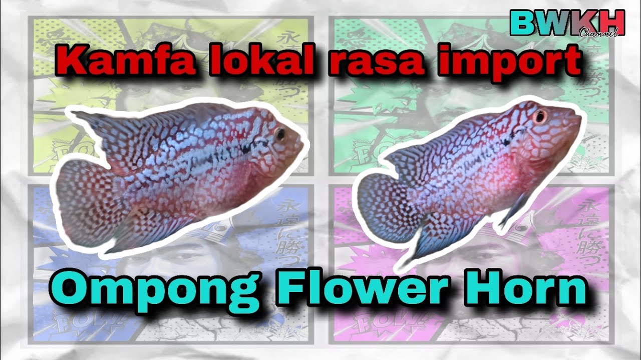 Petukangan juga punya kamfa lokal rasa import guys #bwkhobbi #louhan #flowerhorn #kamfa #louhankamfa