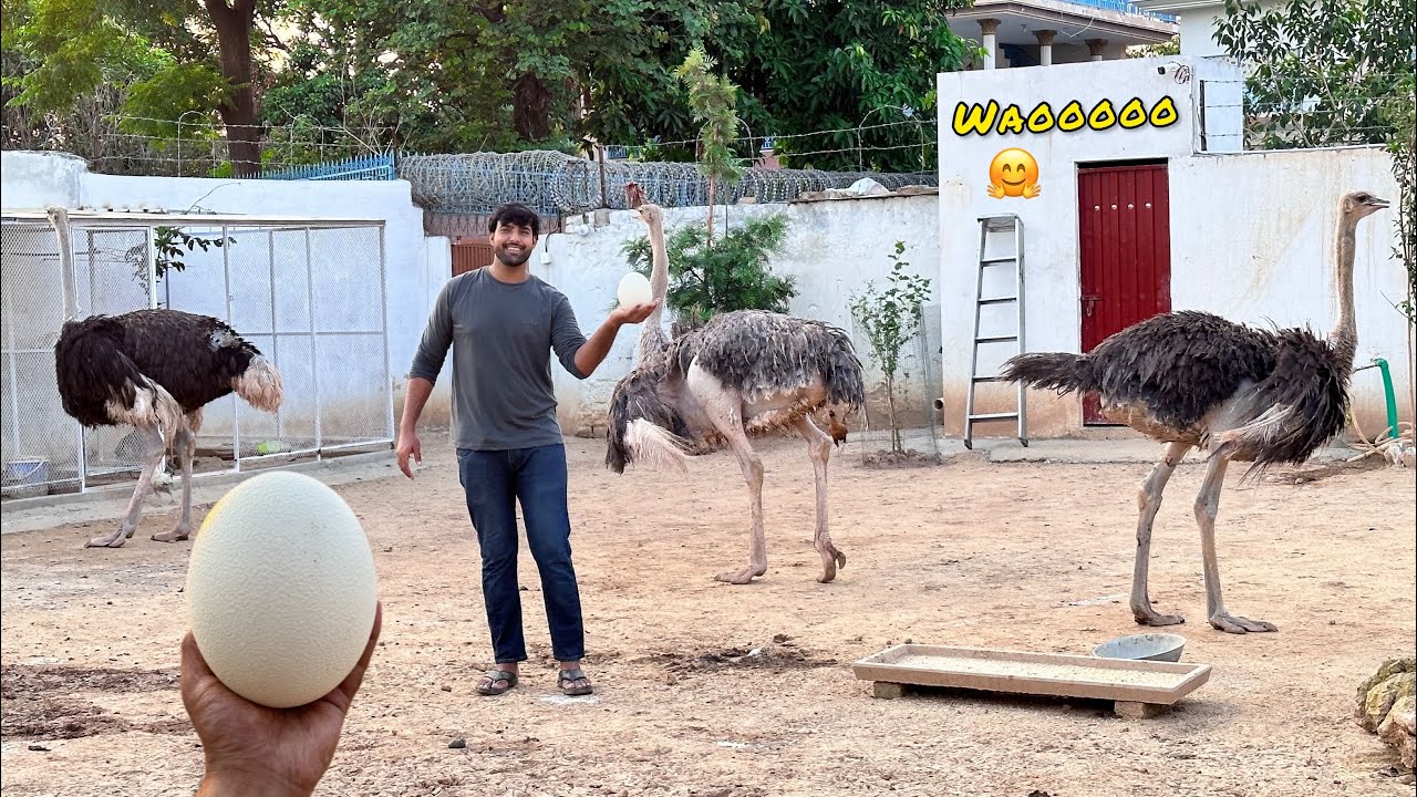 Ostrich Female Nay Pehla Anda Dy Dia 😍