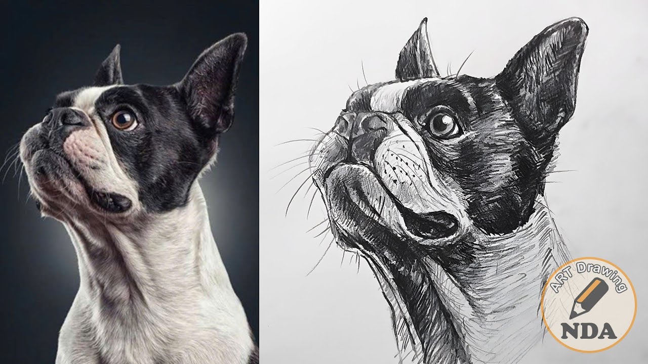 HOW TO DRAW A DOG - ART DRAWING NDA