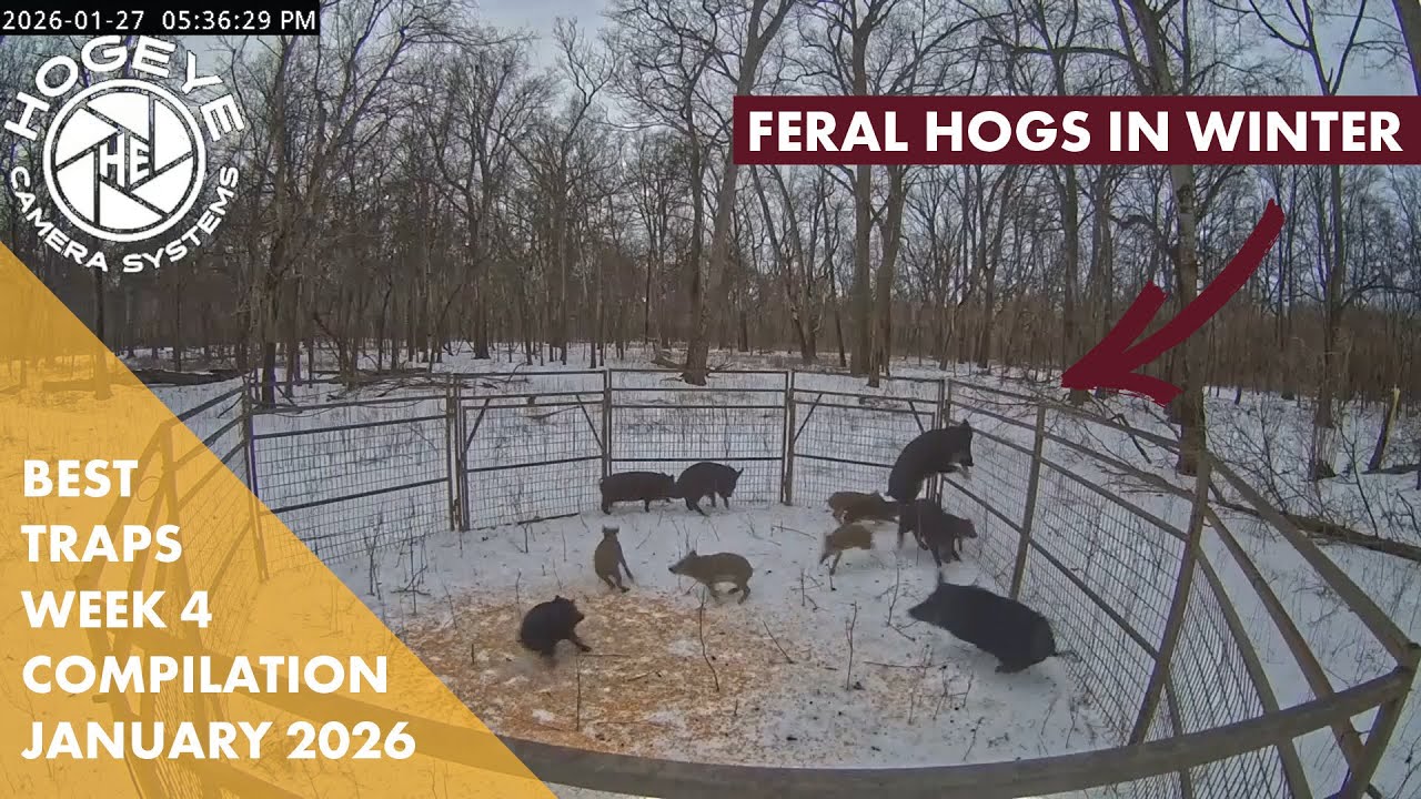 Snowstorm Brings Out The Hogs | Trap Compilation | January Week 4 - HogEye Cameras