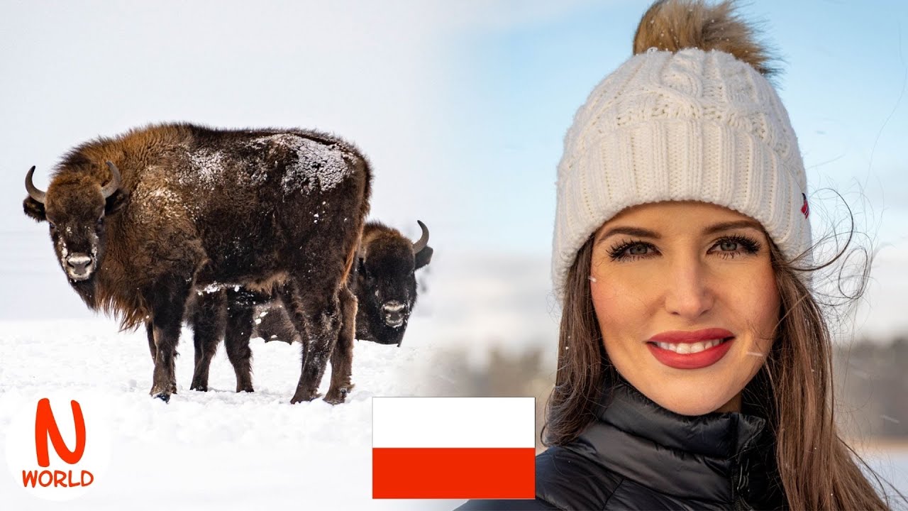 Winter SAFARI in Poland or where to find the BISON - the king of the forest | Nastasia's world