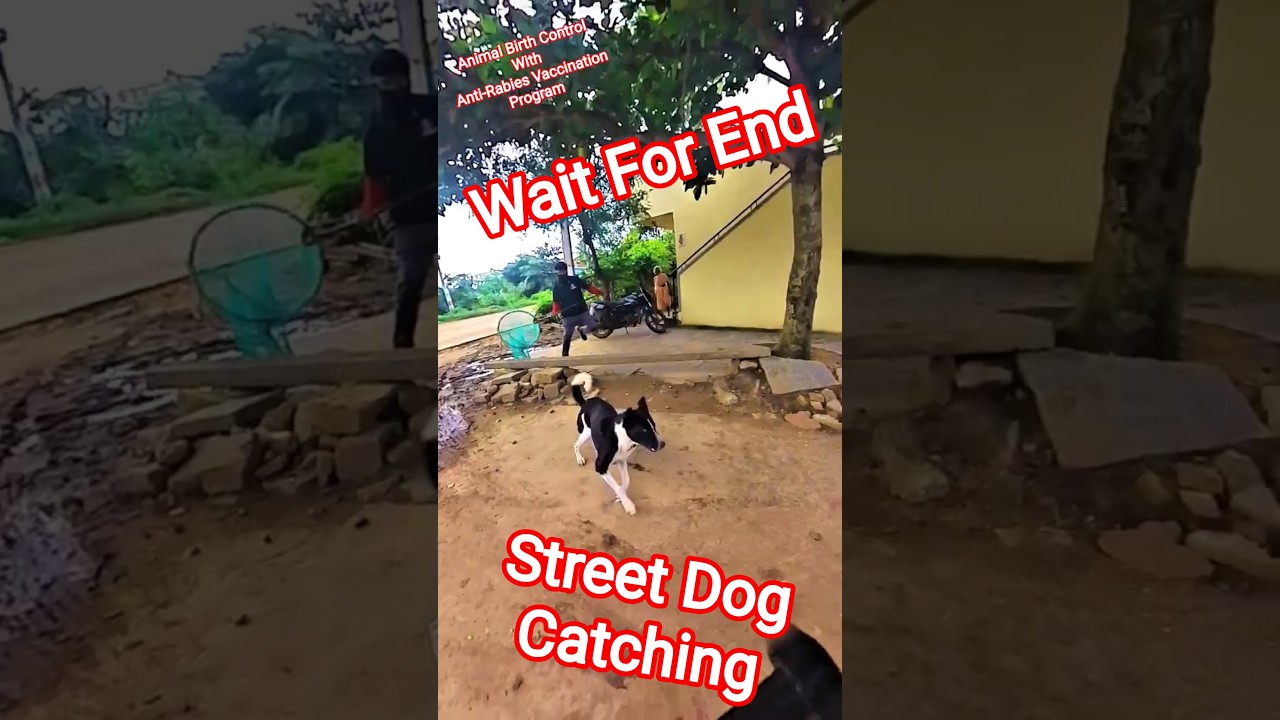 Street Dog Catching Villagers #dog #dogwithpublicsafety #ytviral #ytshorts #youtubeshorts
