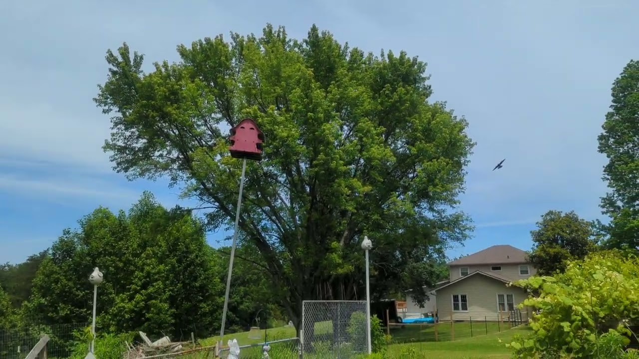 Barnswallows nesting