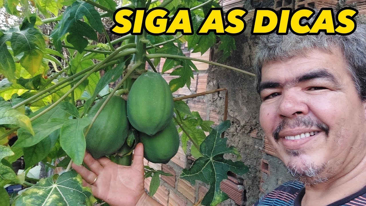 Não deixe seu pé de Mamão parar de Produzir