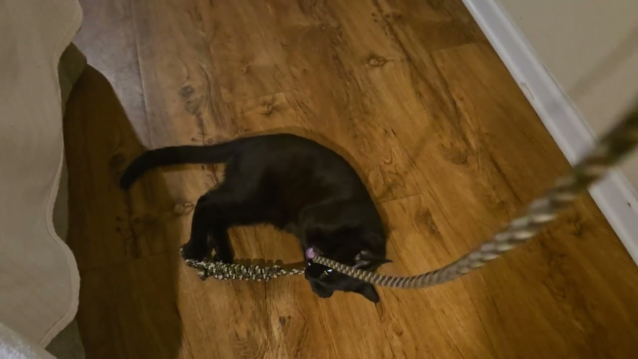 Lucky's 4:20 exercise routine 🐈‍⬛☄️