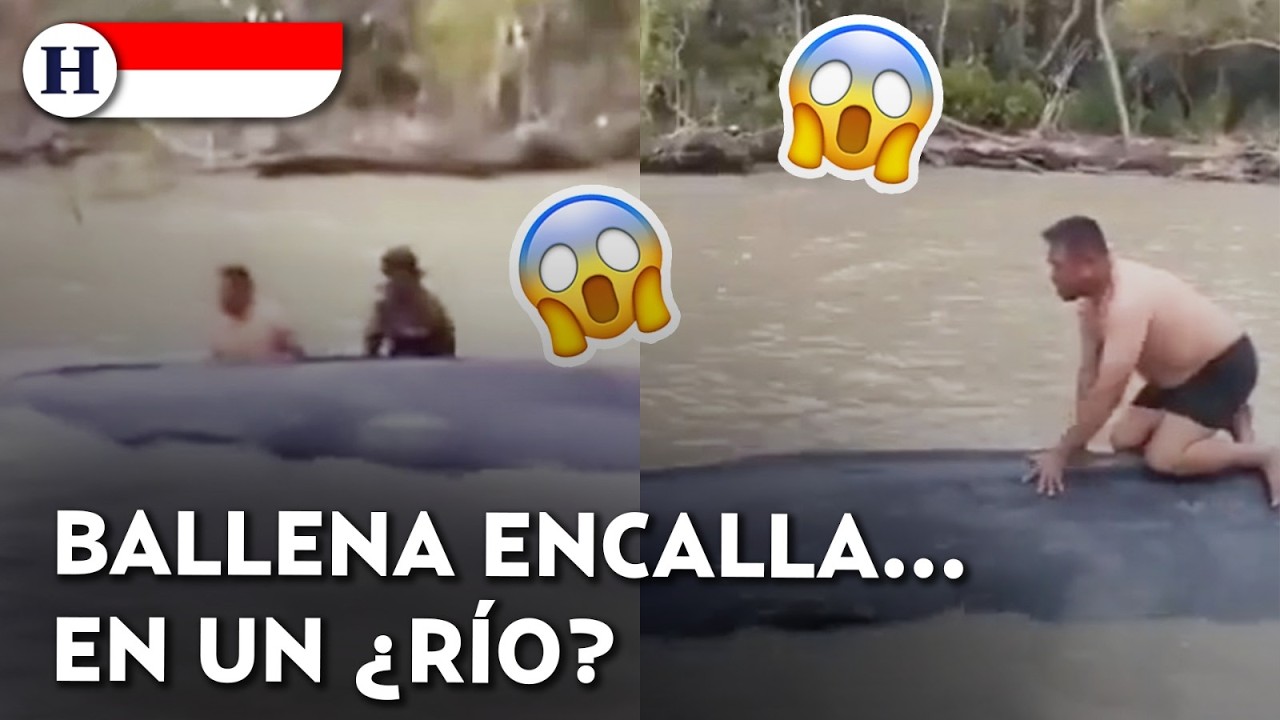 ¡Misterio total! Enorme ballena queda varada en medio de río en Indonesia; nadie sabe cómo llegó ahí