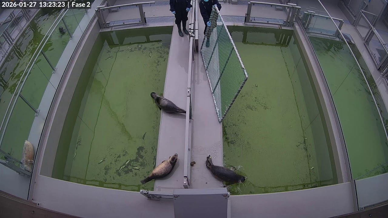 Seals live | Phase 2 @ WEC Lauwersoog, Netherlands (Stichting Zeehondencentrum Pieterburen)