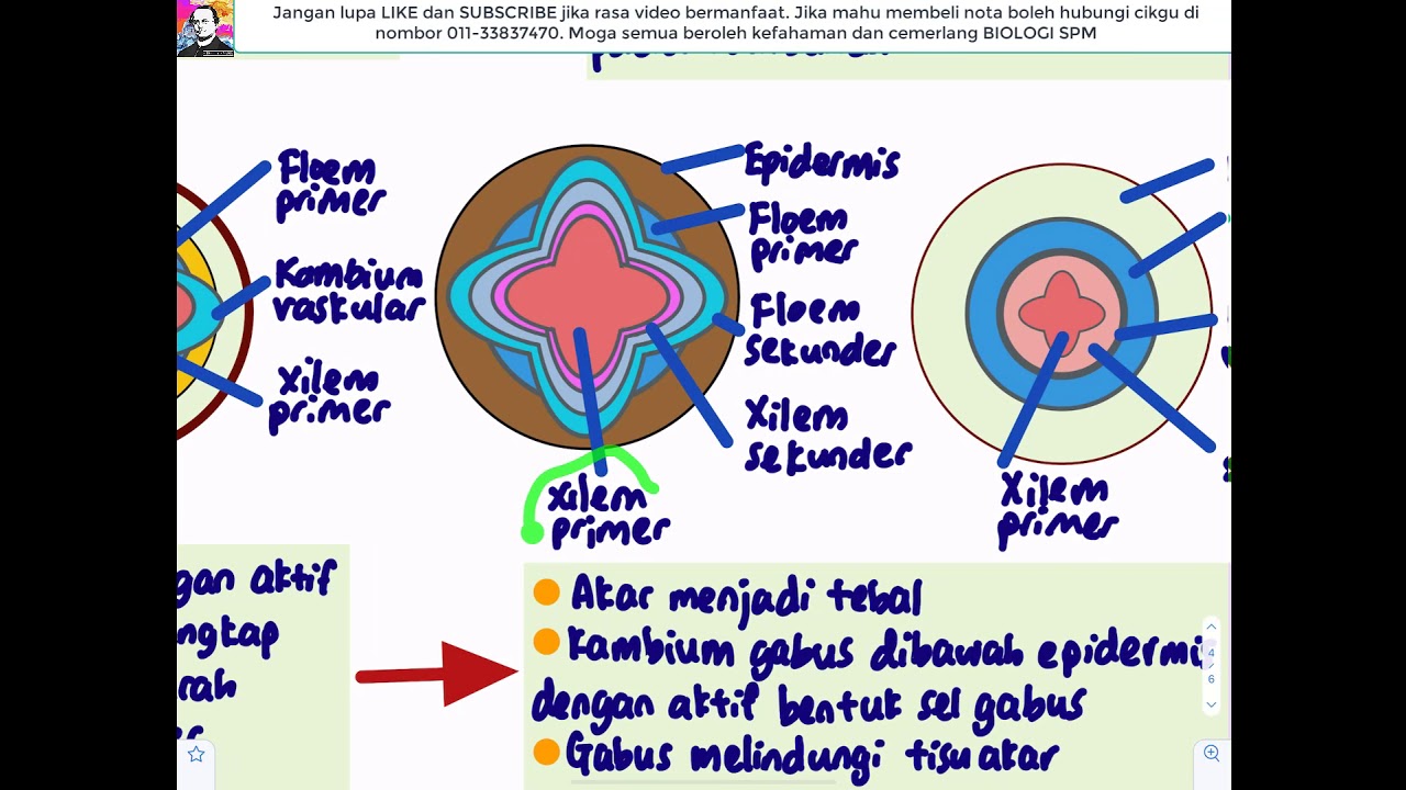 BIOLOGI KSSM T5- Bab 1 Organisasi Tisu Tumbuhan dan Pertumbuhan (Bahagian 2)