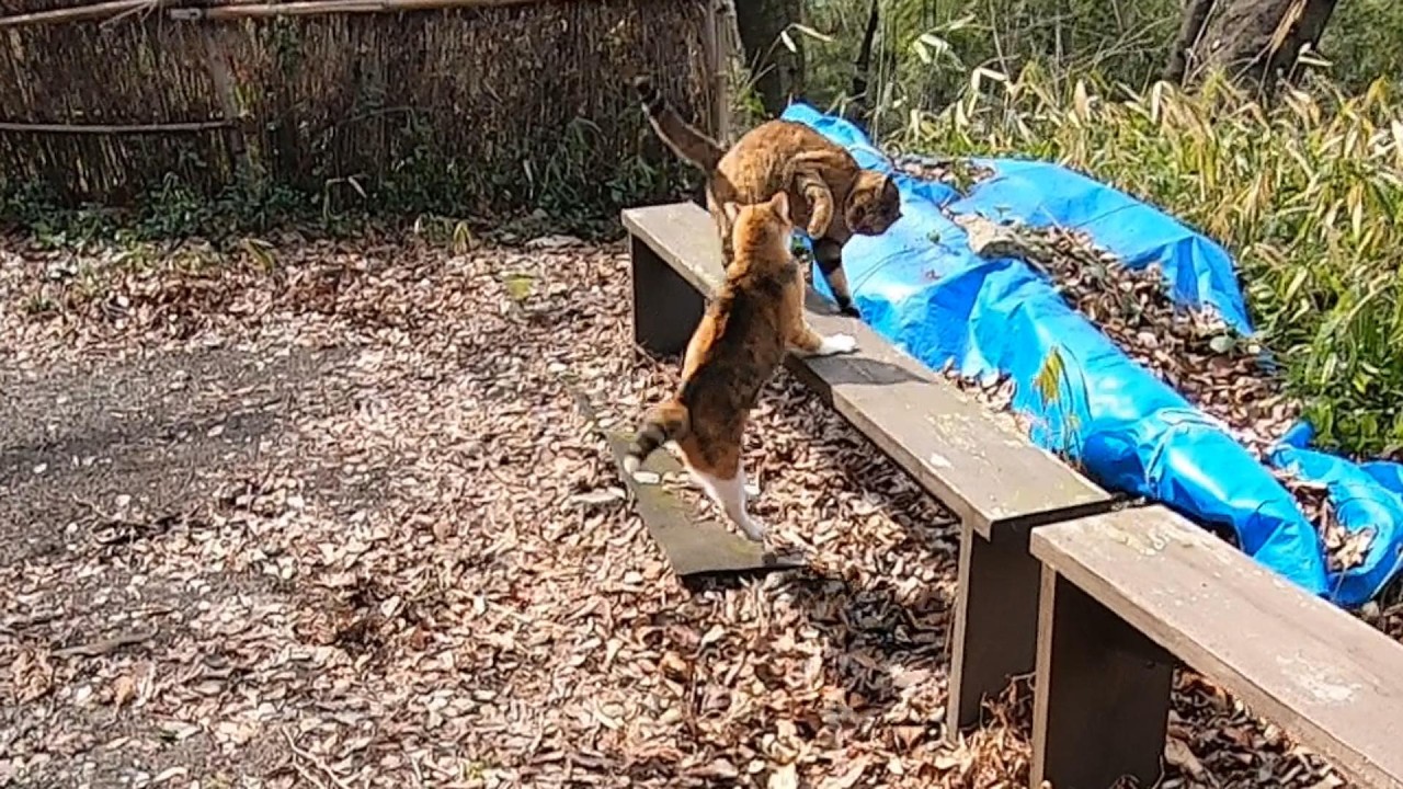 兄猫の墓参りをすっぽかし追いかけっこして遊ぶ姉妹猫