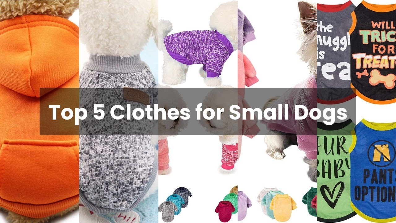Clothes for small dogs: Top 5 Clothes for Small Dogs