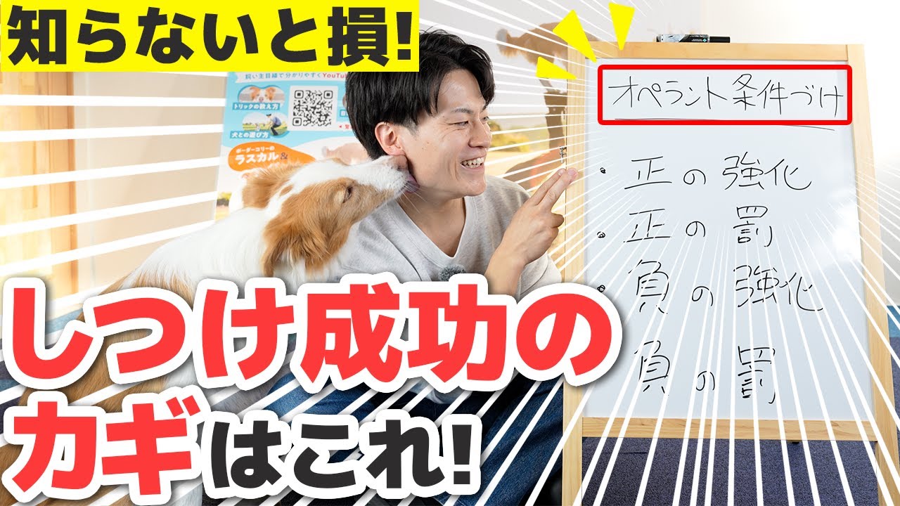 【永久保存版】これ知っているだけでしつけ難易度が激減します！｜犬の学習法の大原則「オペラント条件づけ」【犬のしつけ】