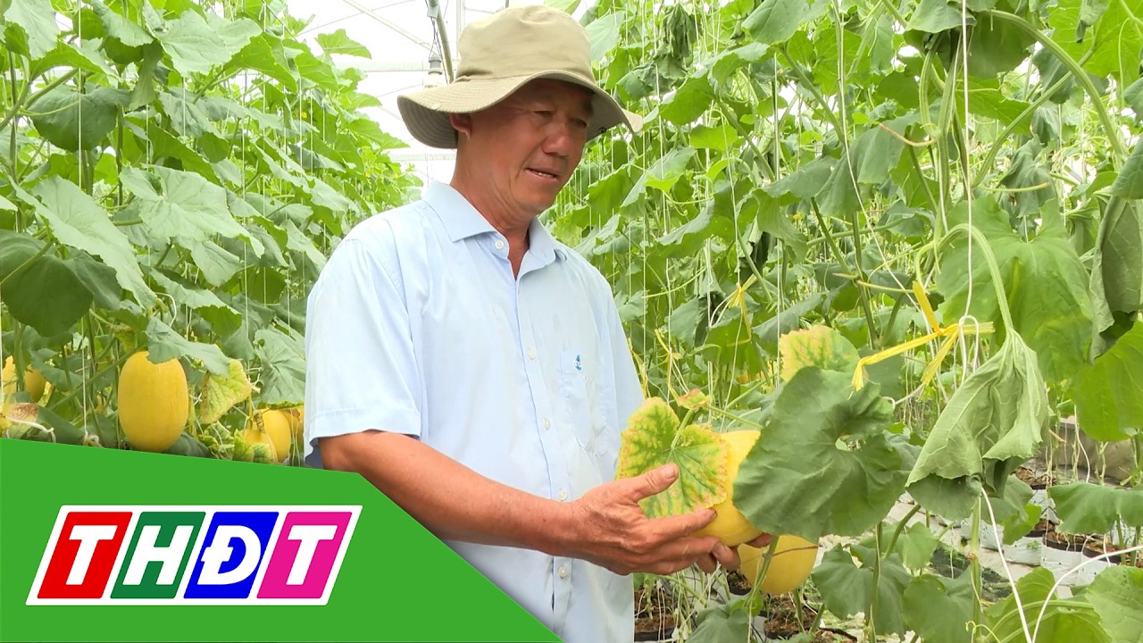 Nông dân Vĩnh Hựu - Long Bình thu hoạch nông sản phục vụ Tết | THDT