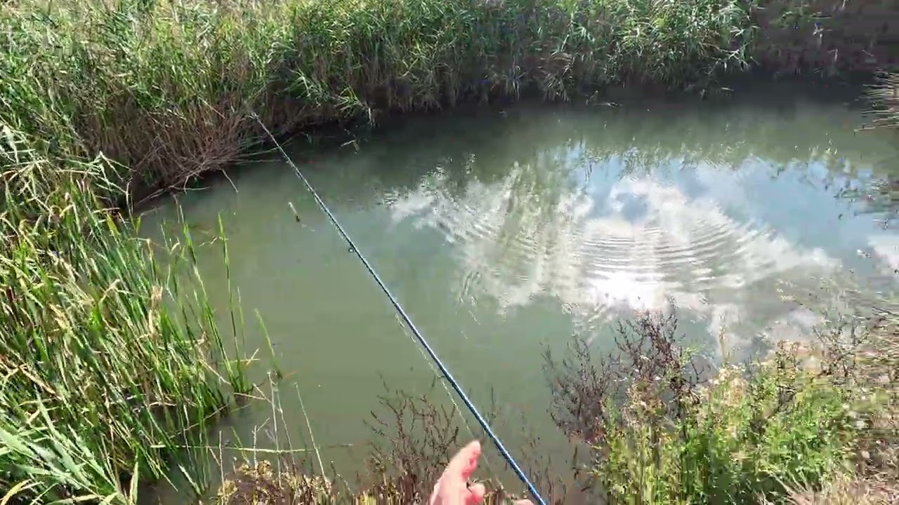 Trout fishing a small stream 12/2/26 (apologies for video quality)