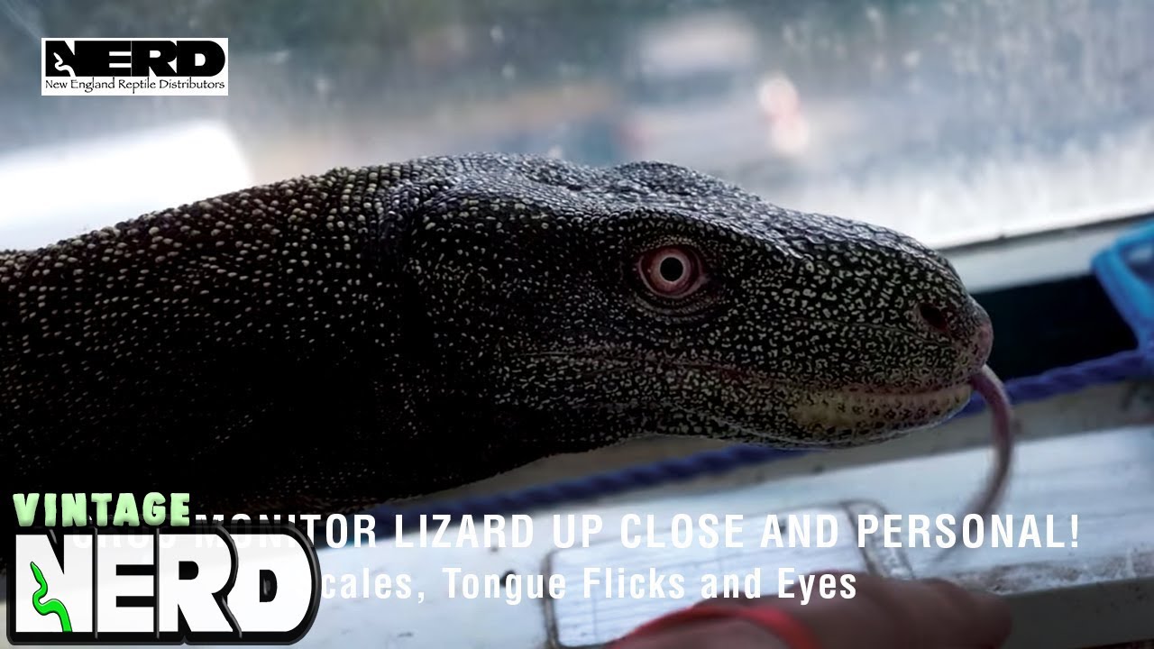 Croc Monitor Lizard Up Close and Personal! - Scales, Tongue Flicks and Eyes