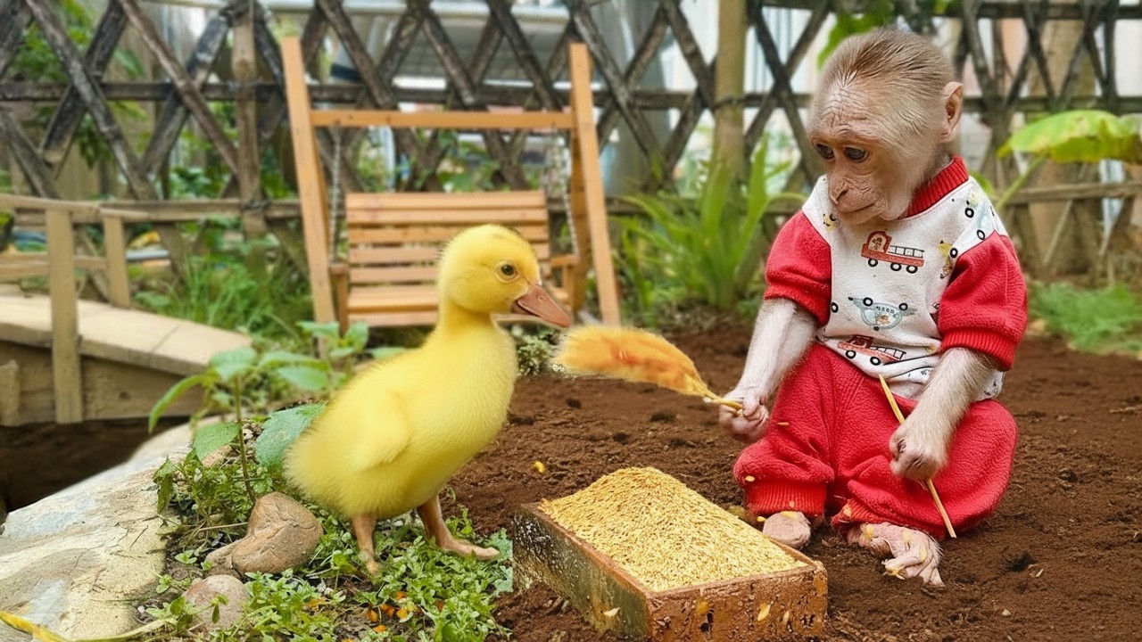 Smart monkey Bili harvests rice and cooks food for the baby duck | Monkey Bili's farm 🙉🍉🍓