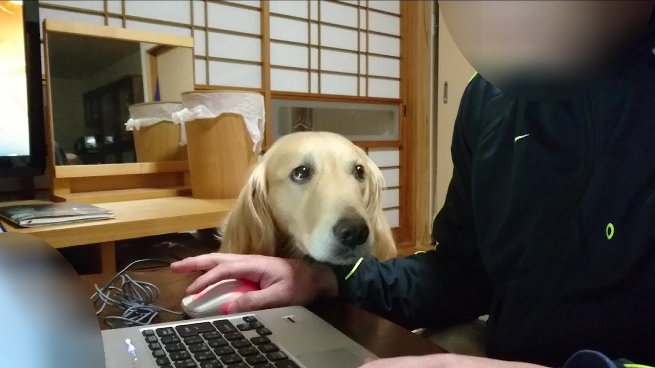 激しすぎる愛情表現 ゴールデンレトリバー ルル