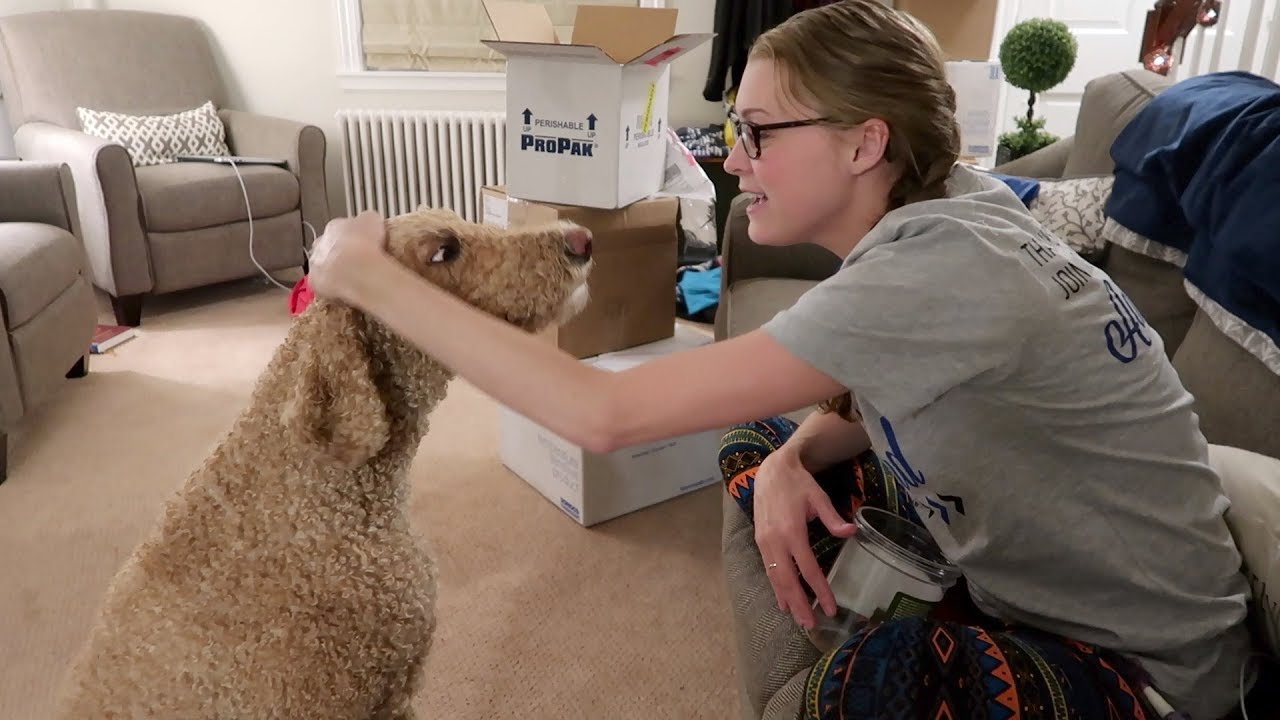 KEEPING MY SERVICE DOG'S BRAIN ACTIVE | NEW SILLY TRICK! (10.24.17)