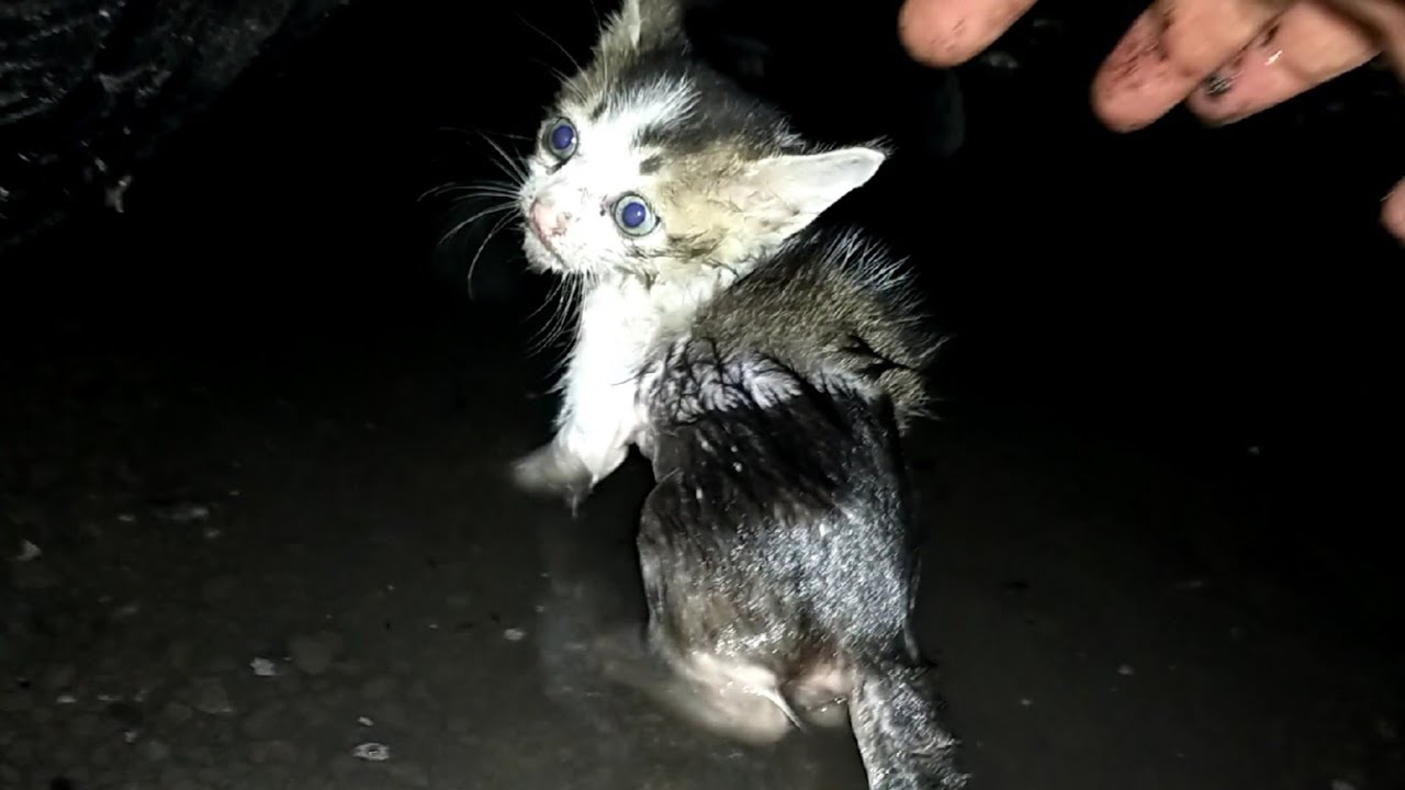 Kittens Does Not Want to Bath and Roaring Loudly | Rescue Animals 