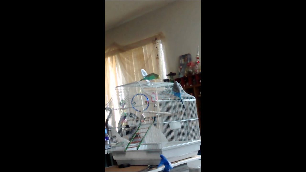 Gay birds