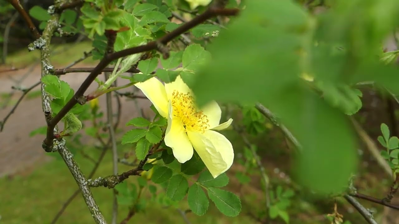 Rosa xanthina &acute;Canary Bird&acute;
