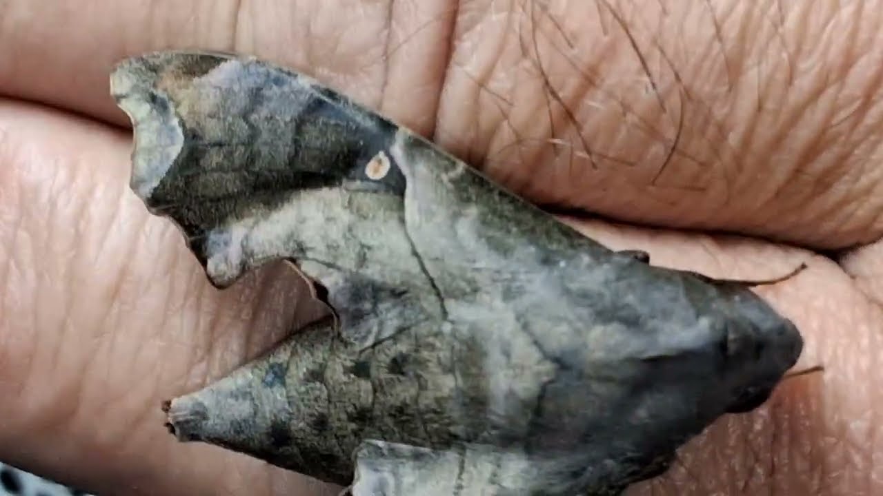 AMAZING CLOSE UP OF MOURNFUL SPHINX MOTH BEING MY FRIENDS!!
