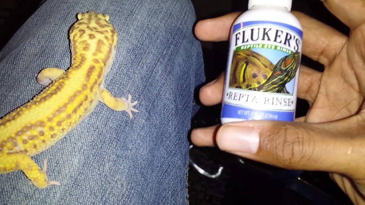 Leopard gecko eye health, how to treat eye irritation