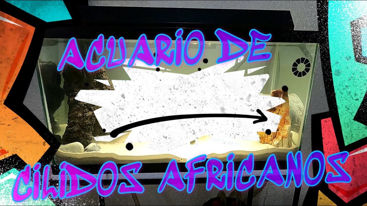 MONTANDO ACUARIO DE CICLIDOS AFRICANOS - NOWELLSON