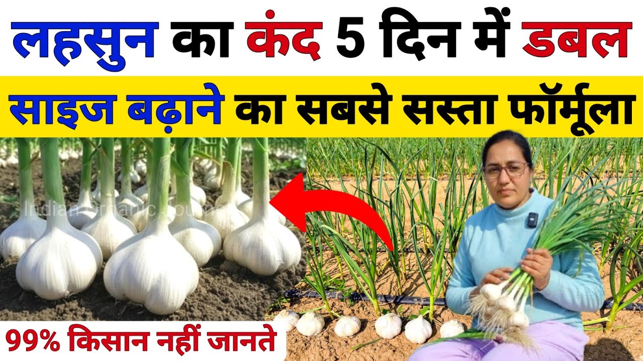 लहसुन का कंद मोटा करने का आसान तरीका 🧄💥| lahsun ka kand kaise badhaye | Lahsun ka size kaise badhaye