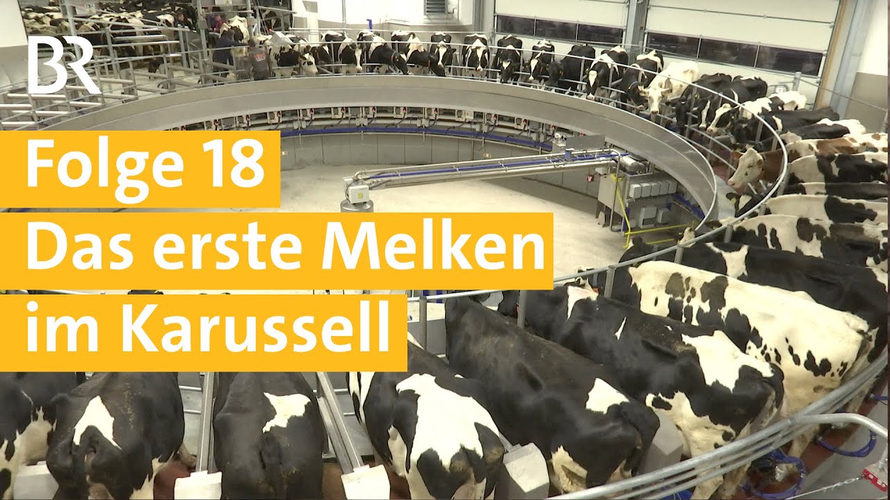 Stallgeschichten Folge 18: Einzug der Kühe in den Tierwohl-Stall mit Melkkarussell | Unser Land | BR