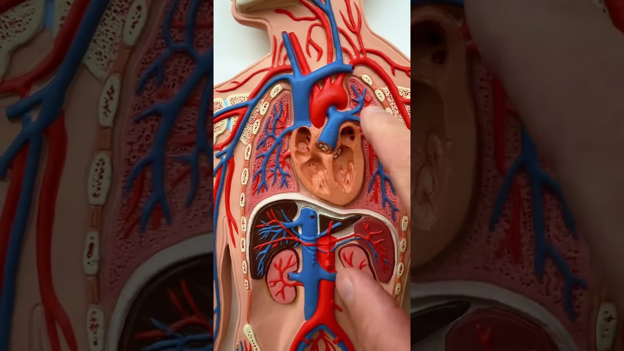 Circulatory system 
