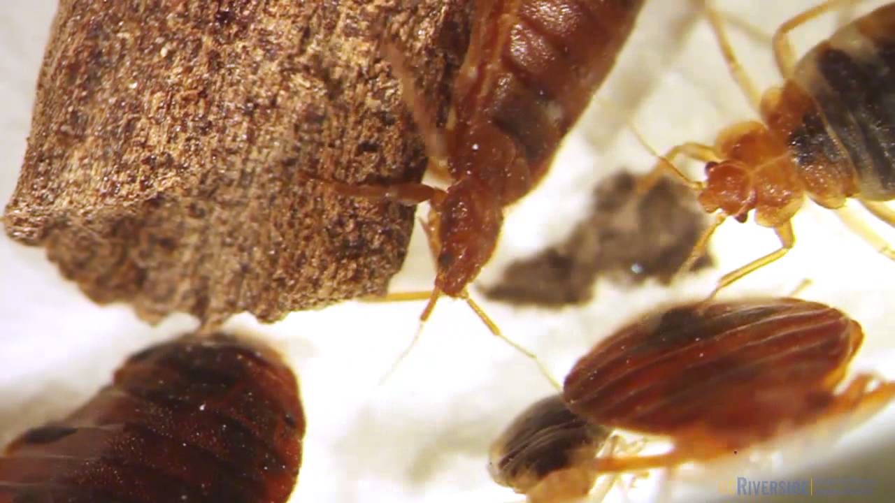 Bed Bugs