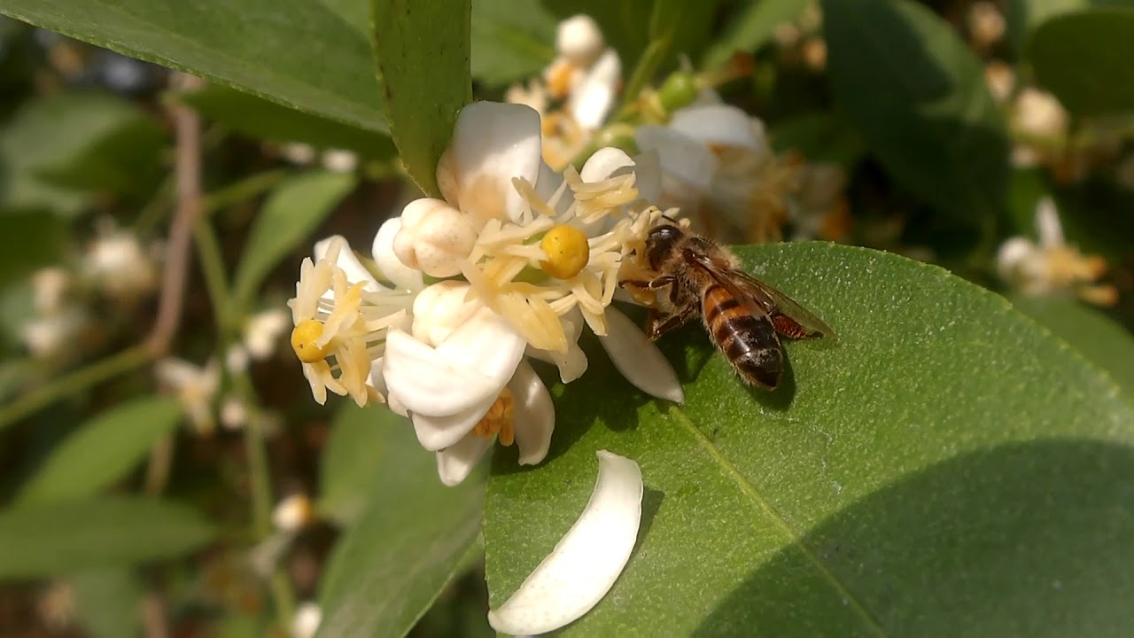 Abeja polinizando flores de lim&oacute;n