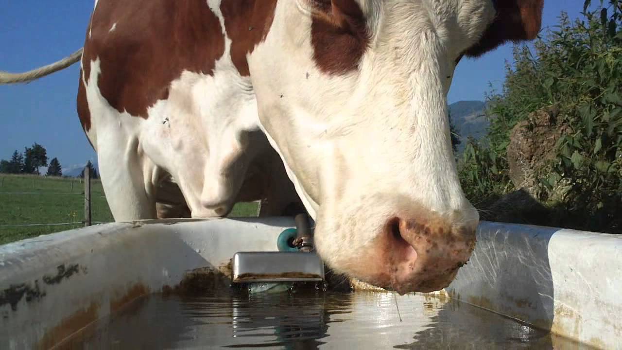 K&uuml;he trinken Wasser / Cows drinking water