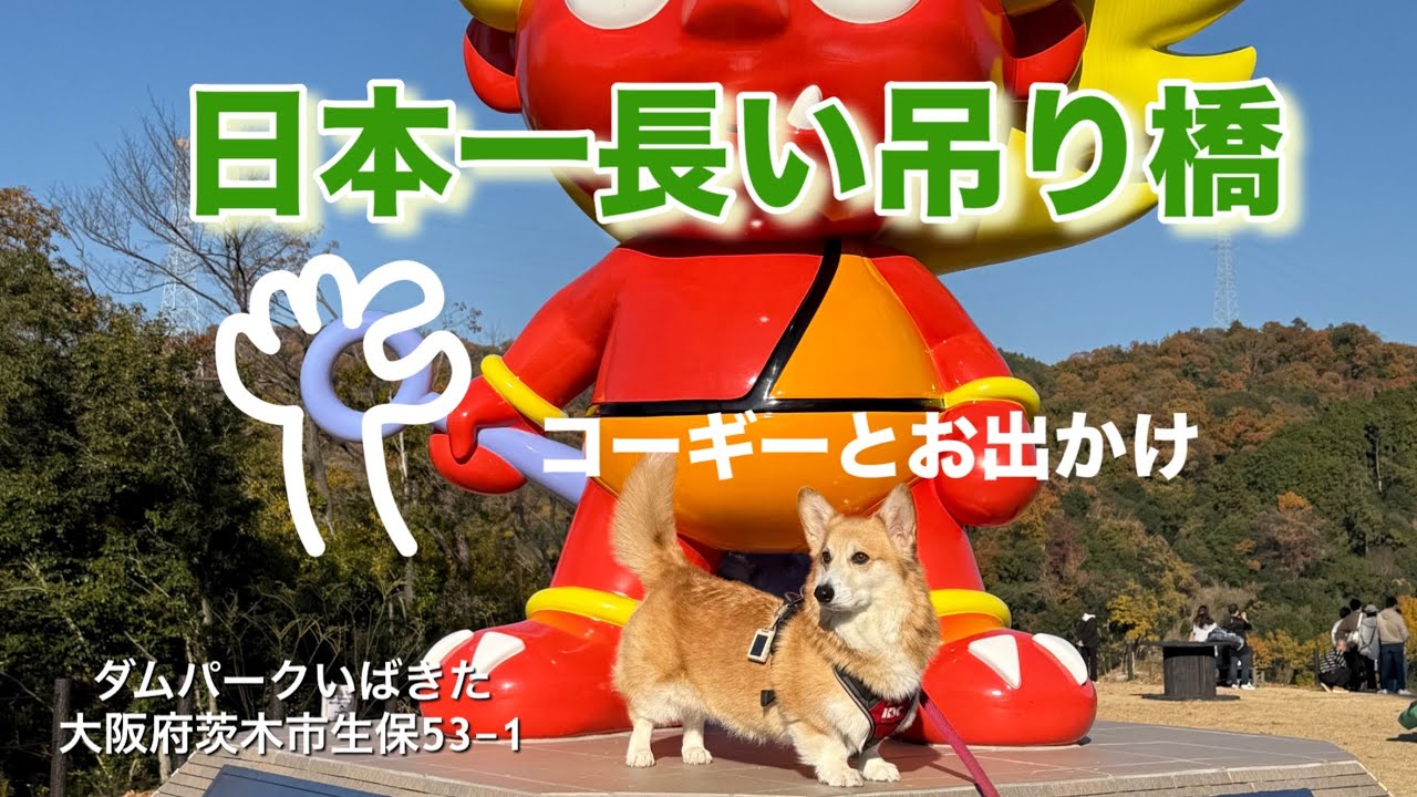【ダムパークいばきた】（日本一長い吊り橋）に行って来ました。＃コーギー＃琥珀＃ダムパークいばきた＃日本一長い吊り橋＃つり橋