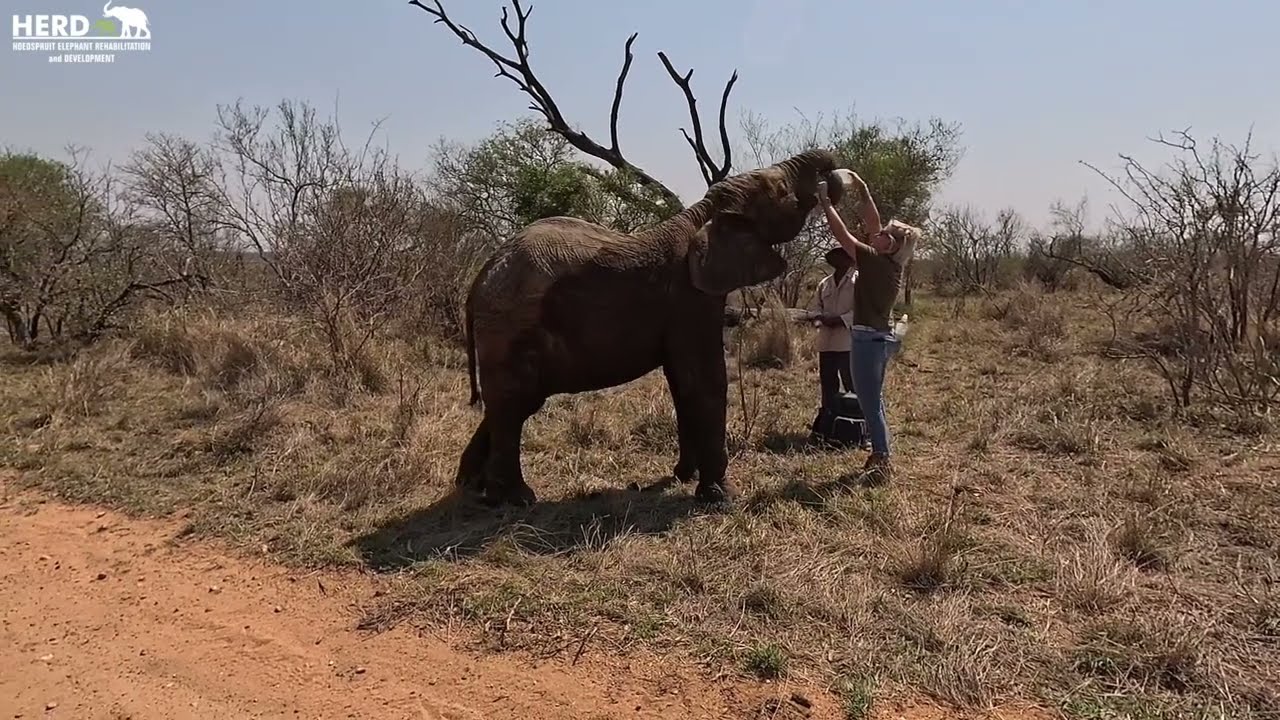Look How Tall Elephant Calf Khanyisa Is Now!