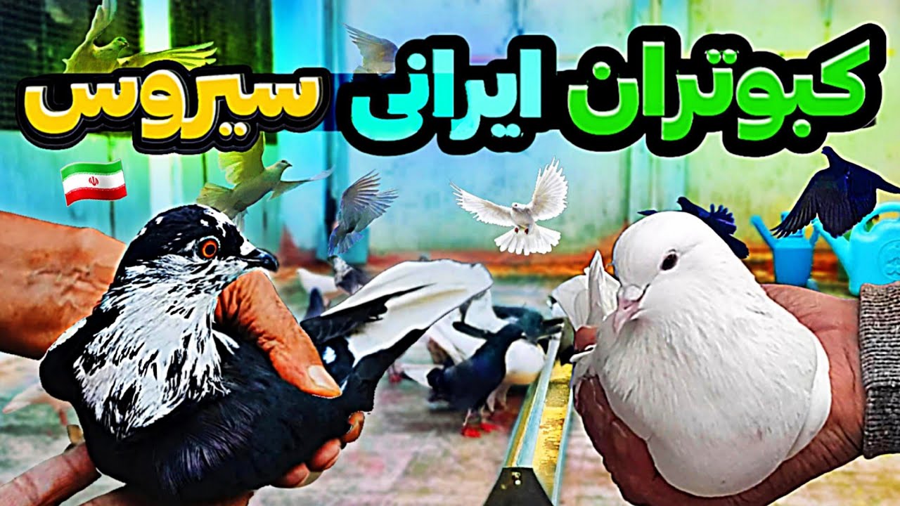 کبوتران ایرانی از نژاد ناسا خط پایان سیروس 🇮🇷🕊