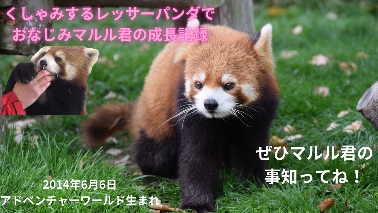 マルル君の成長記録をご覧あれ！