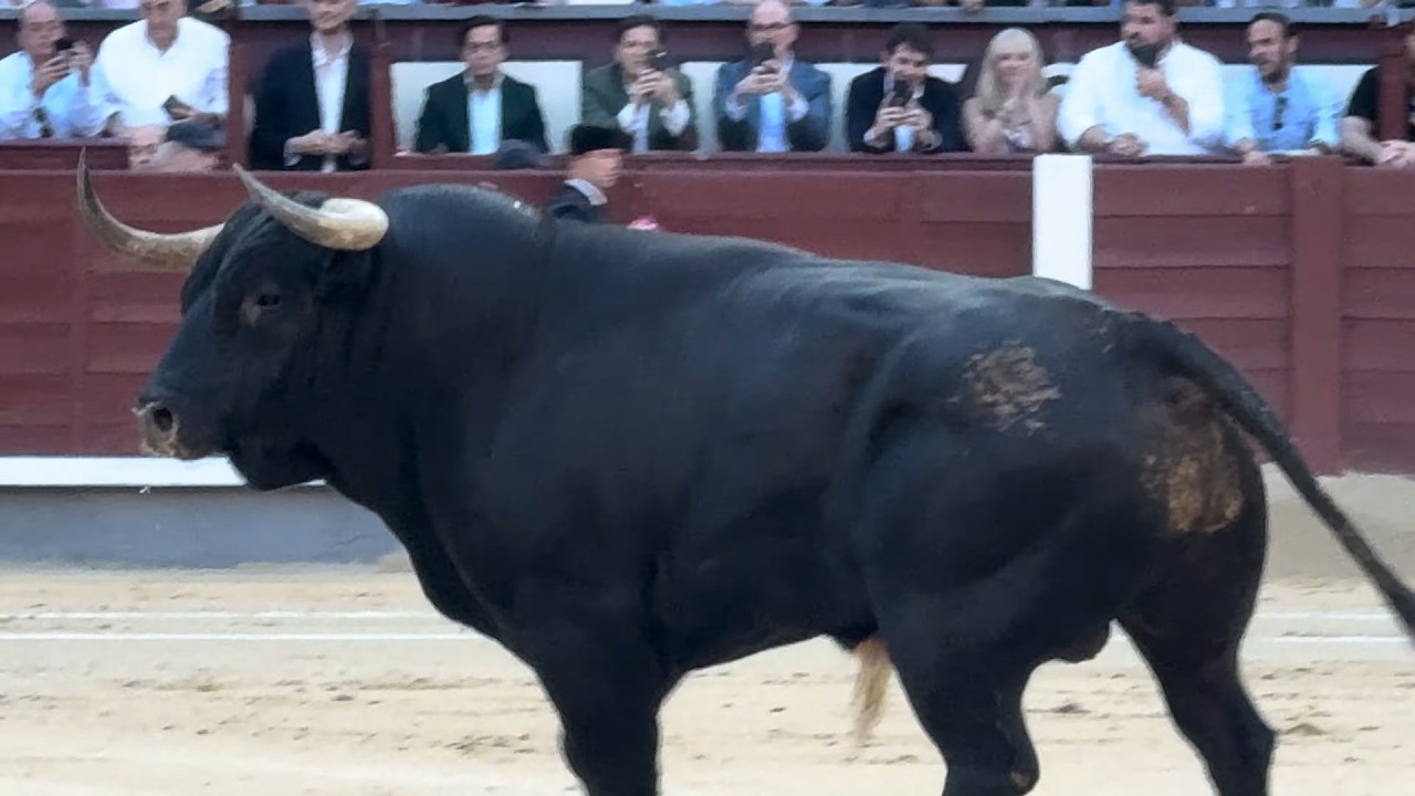 Salida 6º toro de DOLORES AGUIRRE: 
