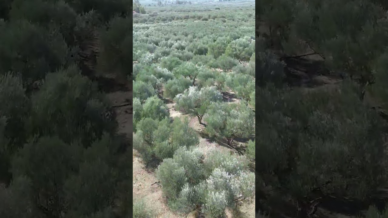 Drone olive trees harvesting country side island vertical