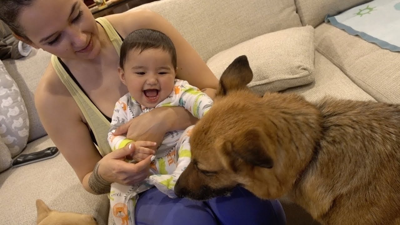 Our Baby Plays With Our German Shepherd!