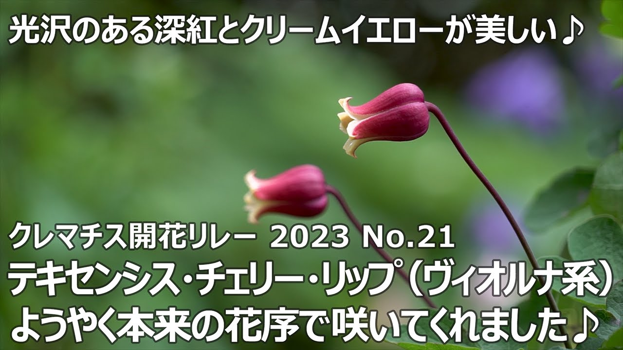【クレマチス開花リレー 2023 No.21】 テキセンシス・チェリー・リップ（ヴィオルナ系）