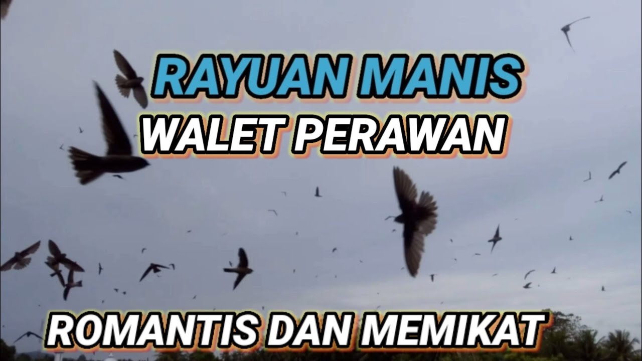 Sp Rayuan Manis Walet Perawan. suara walet Minta kawin. jernih, berkualitas, Respon terbaik