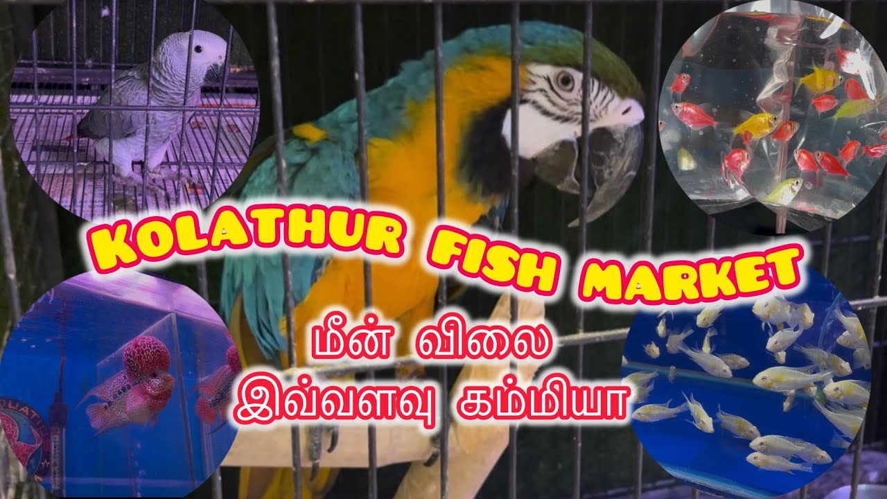 Kolathur fish market ✨ கொளத்தூர் மீன் மார்க்கெட்✨ கொளத்தூர்  செல்லப்பிராணி மார்க்கெட்✨Kolathur pets 