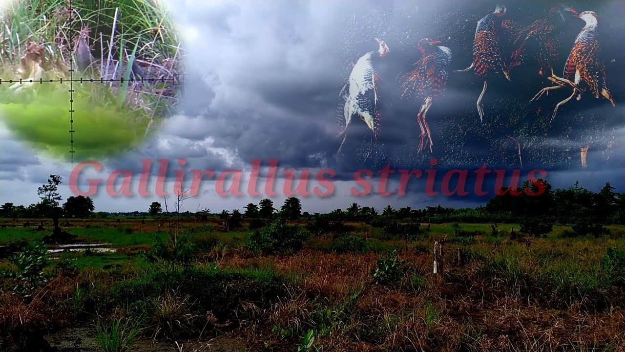 Hunting Sintar \\Spotnya sih biasa, Tapi Burungnya Luar Biasa..