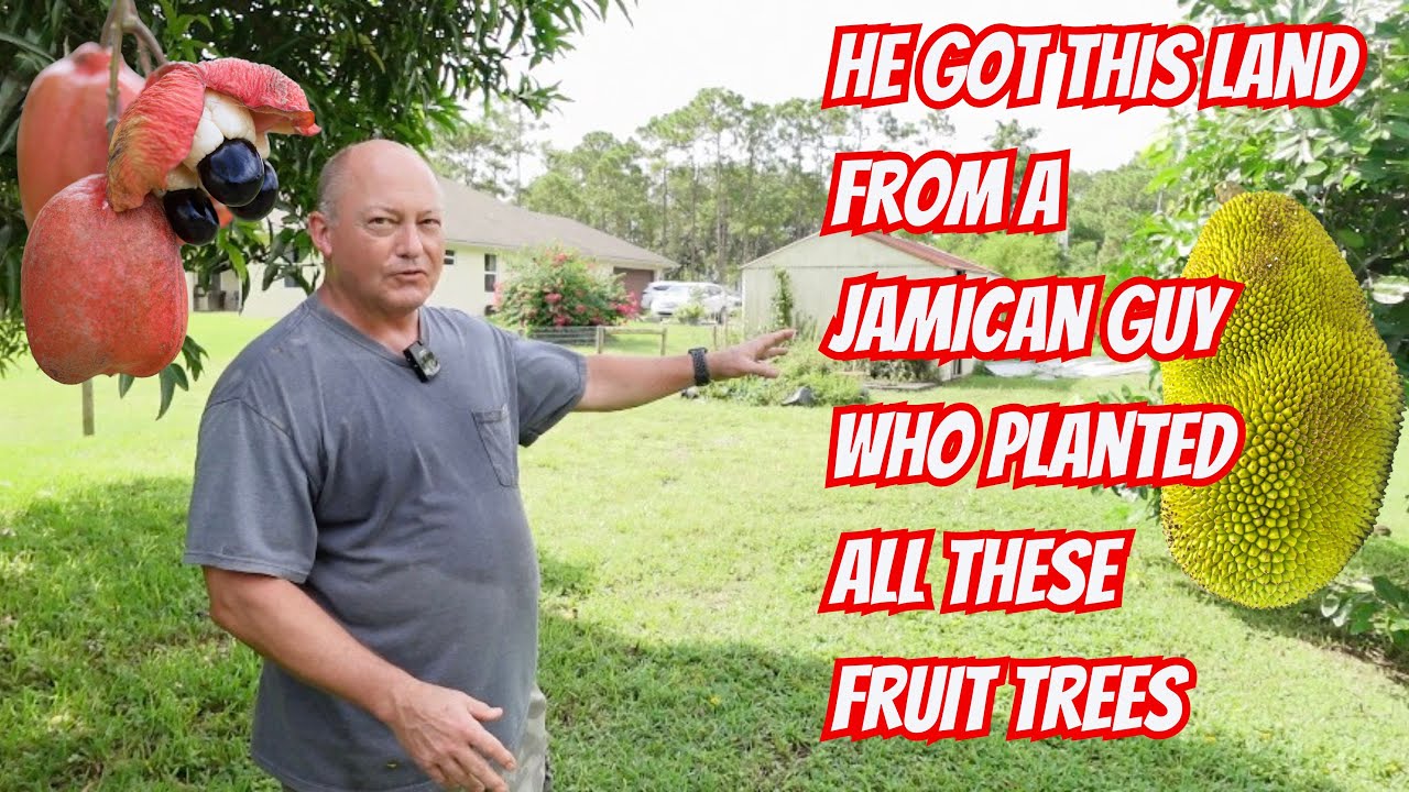 A Fruit Forest with More Room To Grow
