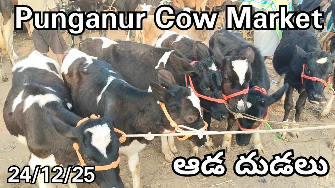 PUNGANUR COWS MARKET TODAY 🐄🐄