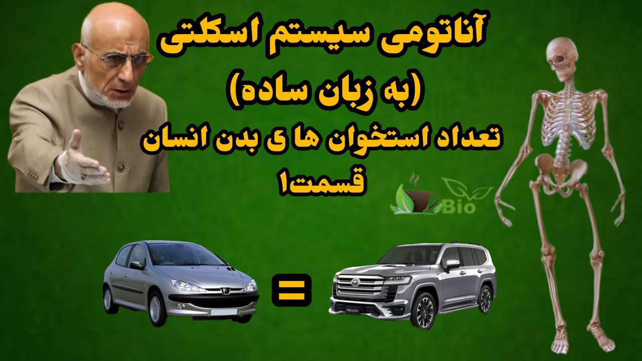 استخوان (آناتومی سیستم اسکلتی به زبان ساده) تعداد استخوان های بدن انسان بالغ. قسمت1